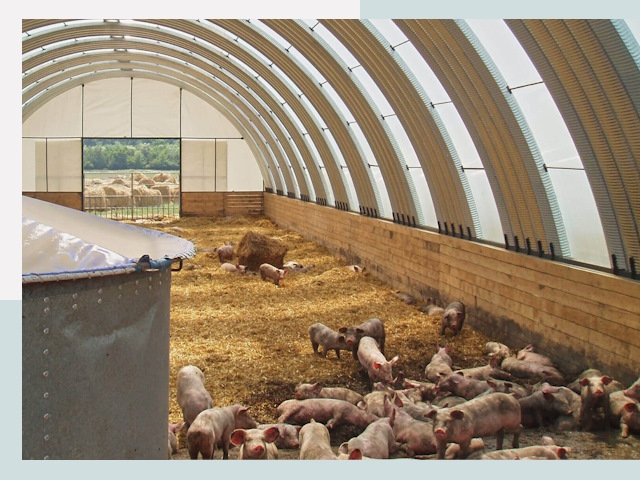 Строительство свинарников в Борзе