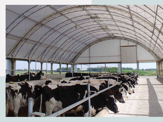 Тентовые коровники в Борзе